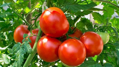 Programul „Tomata” revine odată cu PSD, ZCH NEWS - sursa ta de informații