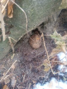 Grenadă găsită de un drumeţ în pădurea Blebea, ZCH NEWS - sursa ta de informații