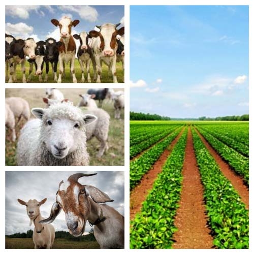 APIA Neamț anunță care este valoarea ajutoarelor tranzitorii în agricultură