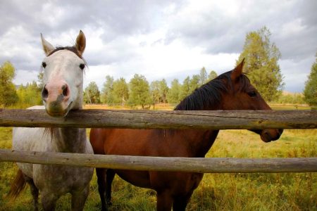 Şi caii se mai fură uneori…, ZCH NEWS - sursa ta de informații