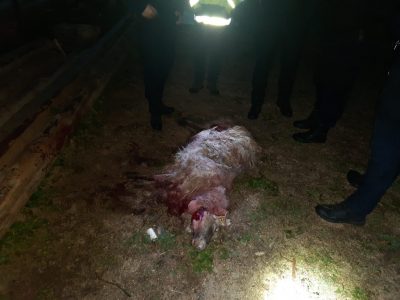 Actualizare: Ursul a apărut iar la Tazlău, ZCH NEWS - sursa ta de informații