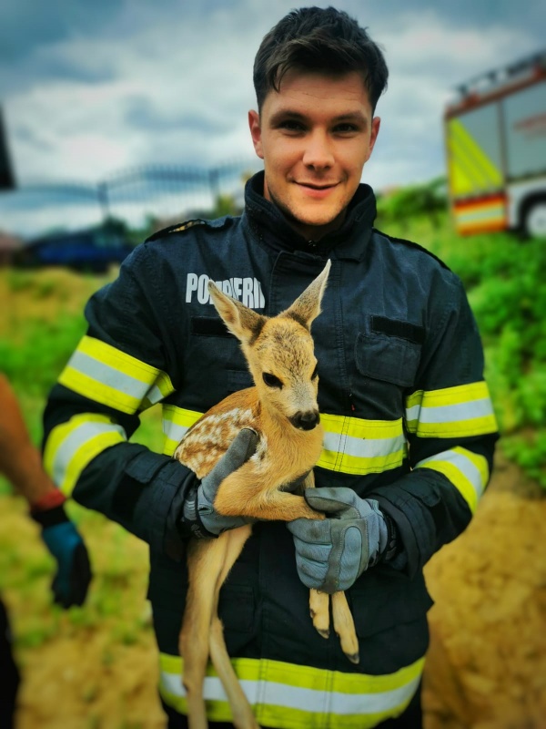 Pui de căprioară salvat de pompieri dintr-un șanț