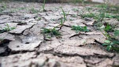Producătorii agricoli nemţeni afectaţi din plin de secetă, ZCH NEWS - sursa ta de informații