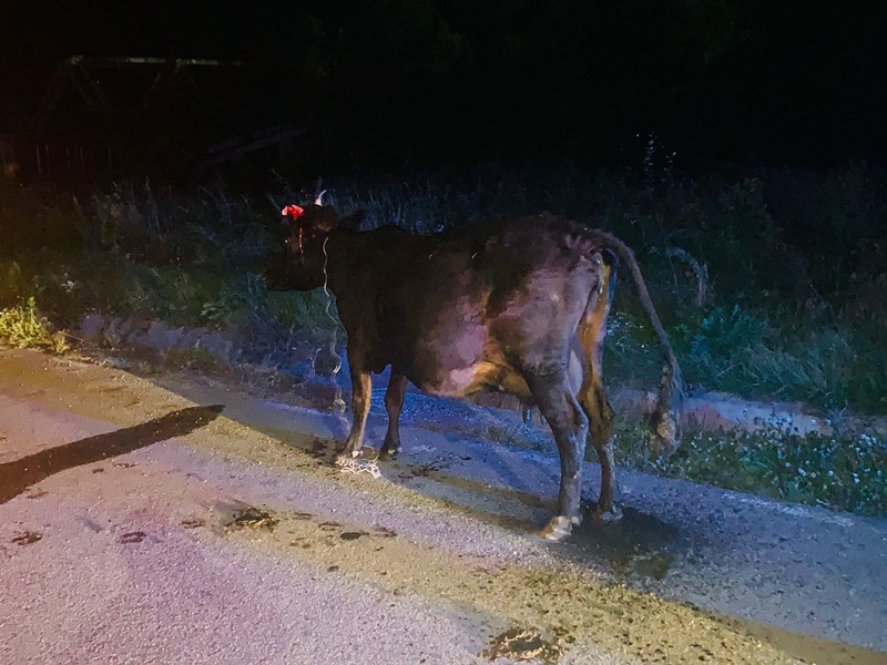 Dosar penal pentru …o vacă curioasă!