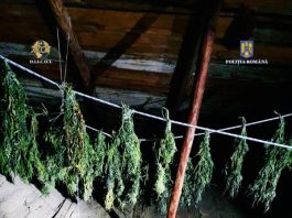 Știre actualizată. Băieți întreprinzători: cultură de cannabis la Piatra Neamț