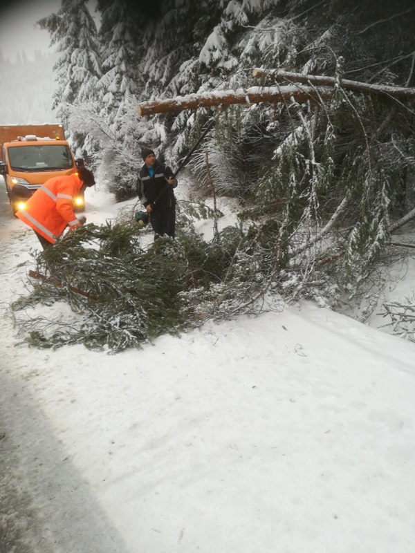 Neamț. Ravagiile vântului: Copaci căzuţi pe şosea şi 8.500 de familii fără curent, ZCH NEWS - sursa ta de informații