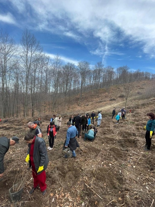 Liberalii dau un semnal: acțiune de împădurire la Târgu-Neamț, ZCH NEWS - sursa ta de informații