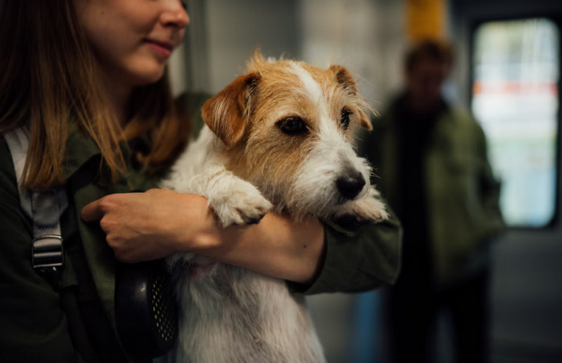 3 ponturi despre cum să te pregătești adecvat pentru o călătorie cu animalul de companie, ZCH NEWS - sursa ta de informații