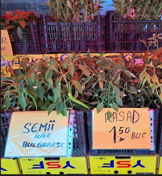 Ofertă de sezon: ce preț au răsadurile în piața centrală din Piatra Neamț?, ZCH NEWS - sursa ta de informații