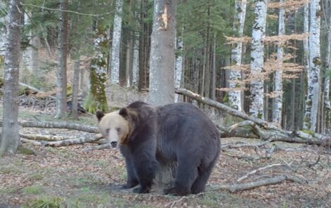 Urs văzut în Tarcău, ZCH NEWS - sursa ta de informații