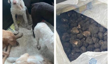 Au furat 3 kg și jumătate de trufe negre folosind câini specializați, ZCH NEWS - sursa ta de informații