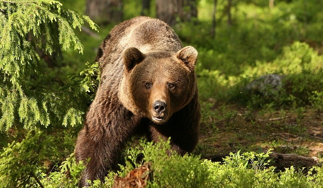 RO-ALERT: urs în cartierul Capșa din Bicaz, ZCH NEWS - sursa ta de informații