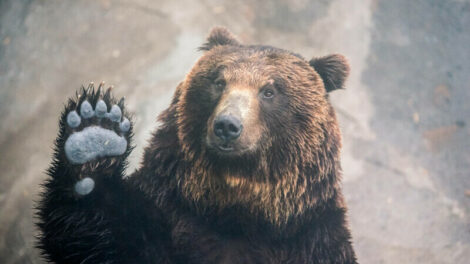 Urs în zona Lacu Roșu-Trei Fântâni, ZCH NEWS - sursa ta de informații