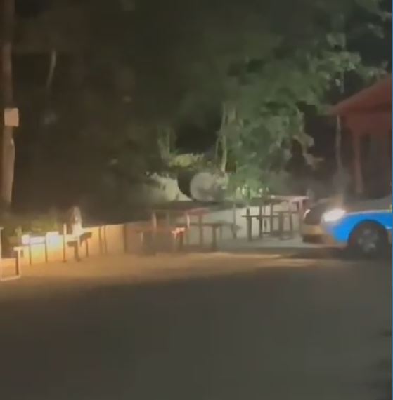 Imagini cu ursul de la Mănăstirea Agapia