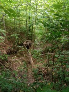 Urs în zona Cetății Târgu Neamț, ZCH NEWS - sursa ta de informații