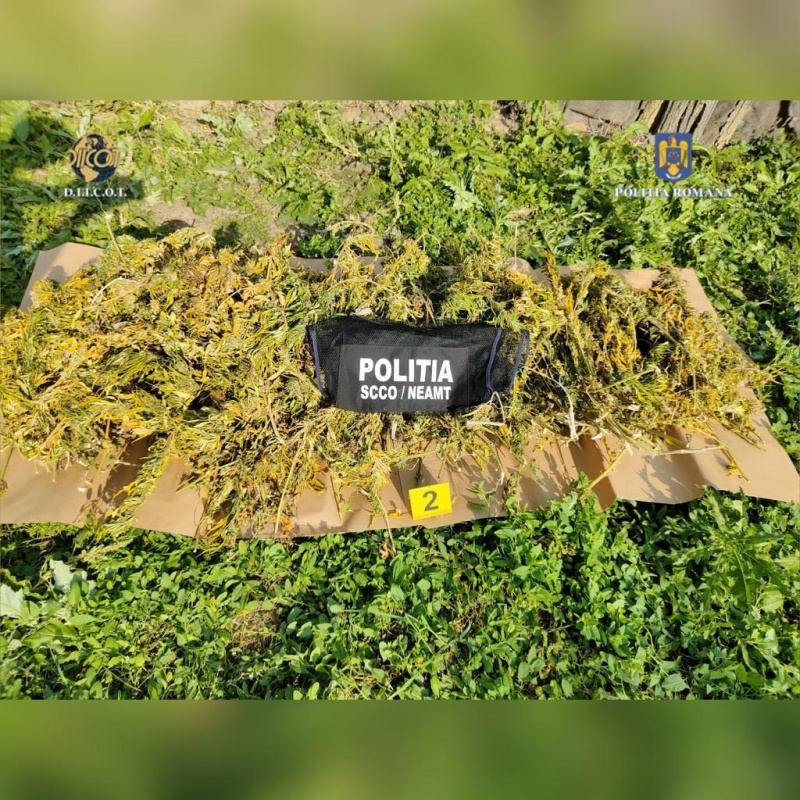 FOTO. Cum s-a ajuns la cultivatorul de canabis: hoții care l-au prădat au fost prinși în flagrant, ZCH NEWS - sursa ta de informații