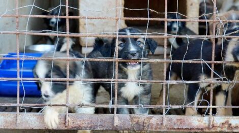 Să hrănim și câinii vagabonzi? Bătălia juridică merge mai departe, ZCH NEWS - sursa ta de informații
