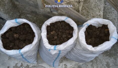 Trufe în valoare de 66.000 de lei confiscate la Tupilați, ZCH NEWS - sursa ta de informații
