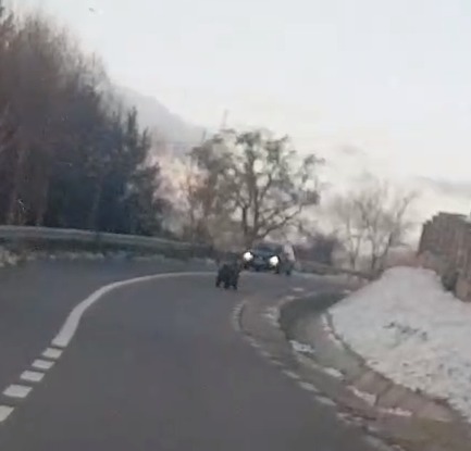 Urșii au ajuns și la secția de poliție Alexandru cel Bun