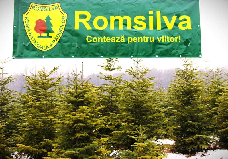 Romsilva scoate la vânzare aproape 25.000 pomi de Crăciun: prețurile pleacă de la 15 lei, ZCH NEWS - sursa ta de informații