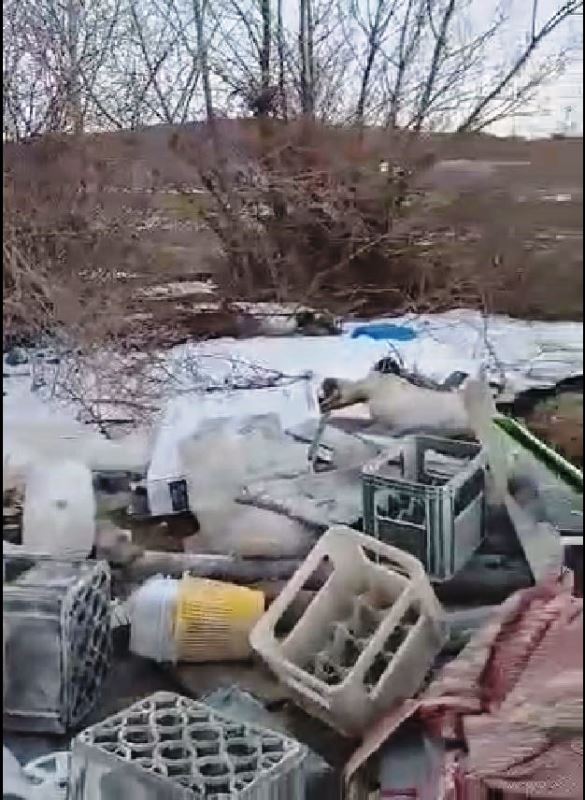 Video. Târgu-Neamț: Gunoaie aruncate la marginea variantei ocolitoare a orașului