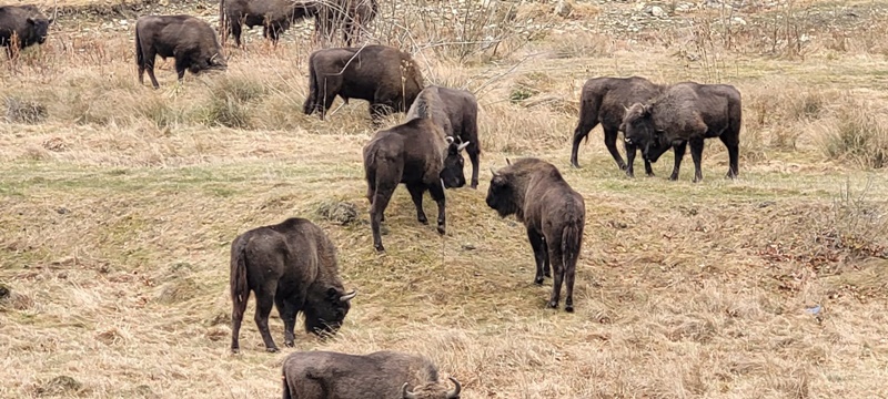 FOTO. “Spectacol” cu zimbri la Agapia