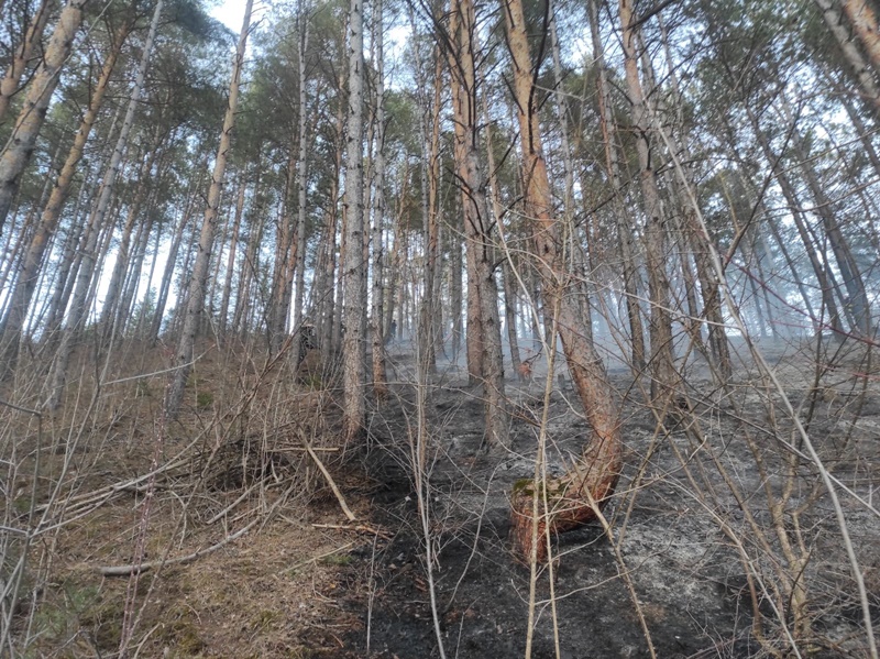Știre actualizată. Foc în pădurea din Hangu, ZCH NEWS - sursa ta de informații