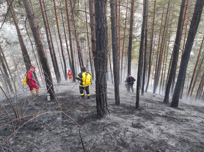 Știre actualizată. Foc în pădurea din Hangu, ZCH NEWS - sursa ta de informații