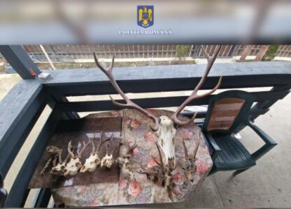 Trofee de cerb descoperite în urma unei percheziții la Pângărați, ZCH NEWS - sursa ta de informații