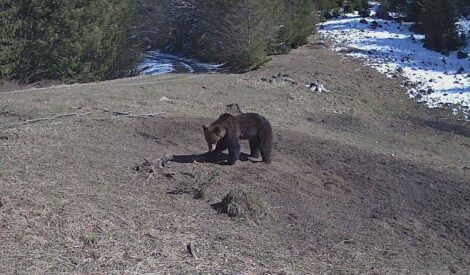 Atenție: a fost semnalată prezența urșilor în apropierea zonelor turistice, ZCH NEWS - sursa ta de informații