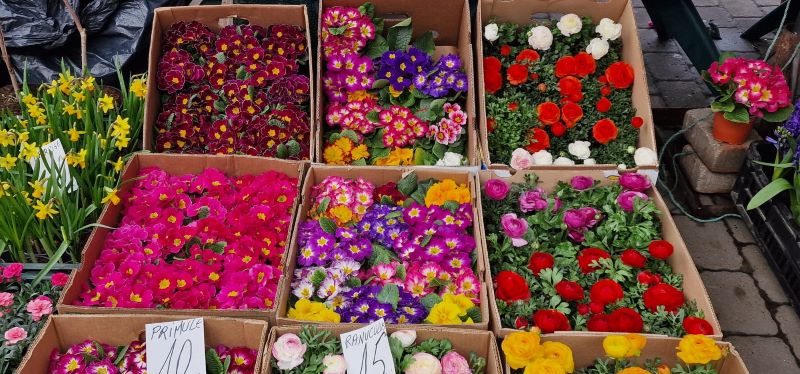 CMI Urban vă invită : Sărbătoriți primăvara cu flori de la producătorii locali în Piața Centrală!, ZCH NEWS - sursa ta de informații