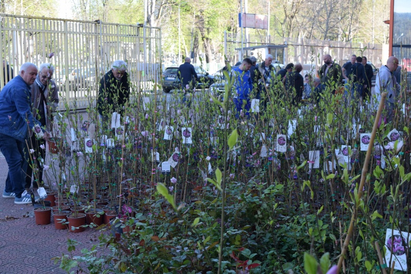 Primăria Piatra Neamț: „Primele magnolii au ajuns la Asociațiile de proprietari”, ZCH NEWS - sursa ta de informații