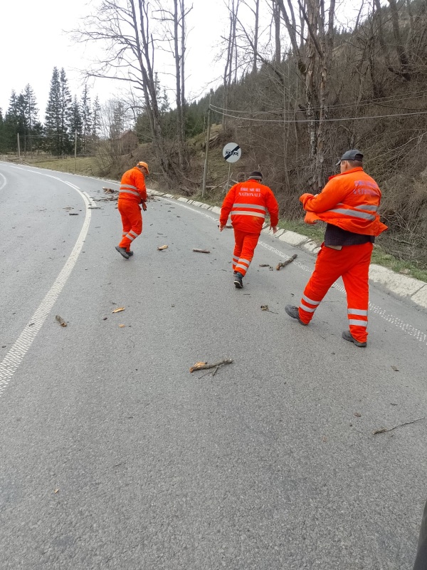 FOTO. Copac căzut la Tarcău pe drumul național, ZCH NEWS - sursa ta de informații