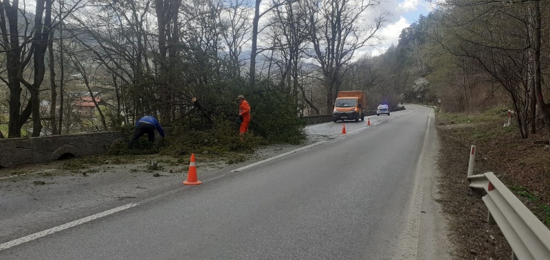 FOTO. Copac căzut la Tarcău pe drumul național, ZCH NEWS - sursa ta de informații