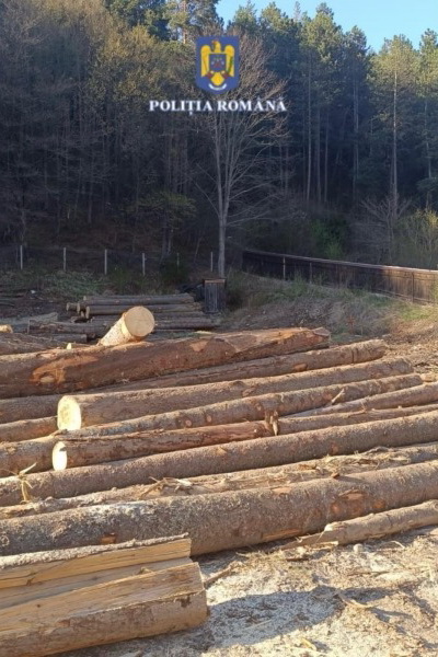 Nereguli în domeniul exploatării lemnului la Borca, ZCH NEWS - sursa ta de informații