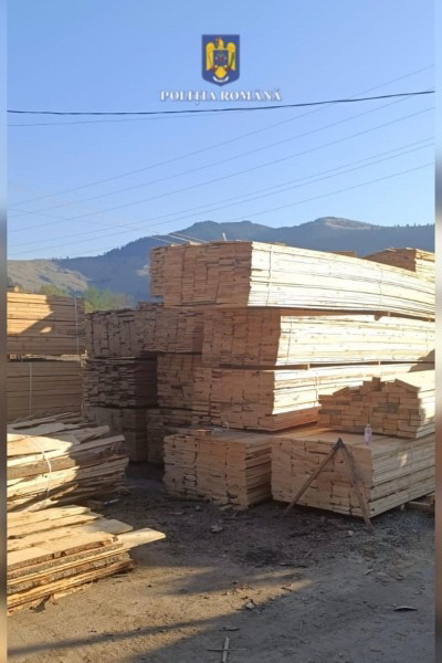 Nereguli în domeniul exploatării lemnului la Borca, ZCH NEWS - sursa ta de informații