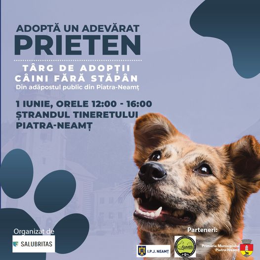 Târg de adopții de câini fără stăpân la Piatra-Neamț, ZCH NEWS - sursa ta de informații