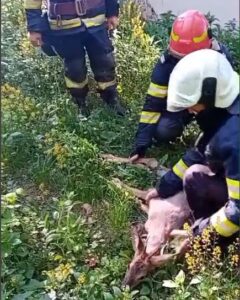 VIDEO. FOTO. Căprioară salvată de pompieri în municipiul Piatra Neamț, ZCH NEWS - sursa ta de informații