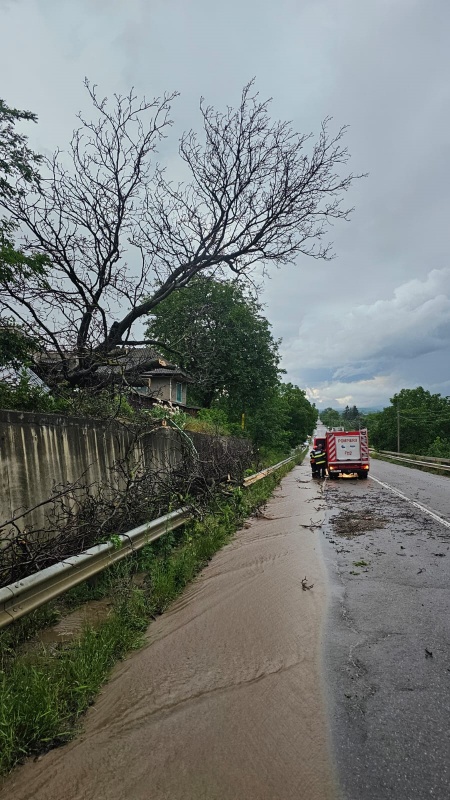 FOTO. Arbori căzuți, curți inundate și drumuri parțial blocate după furtunile din Neamț, ZCH NEWS - sursa ta de informații
