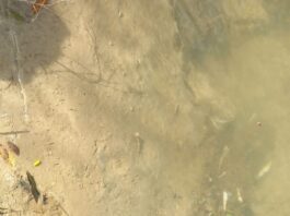 Apa râului Bicaz nu a fost contaminată. Se caută răspunsuri pentru moartea peștilor
