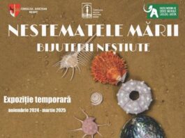 Expoziție inedită la Piatra Neamț. „Nestematele Mării – Bijuterii Neștiute” Expoziție inedită la Piatra Neamț. „Nestematele Mării – Bijuterii Neștiute”