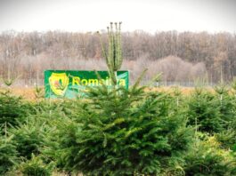 Romsilva vinde 18.547 de pomi de Crăciun Romsilva vinde 18.547 de pomi de Crăciun