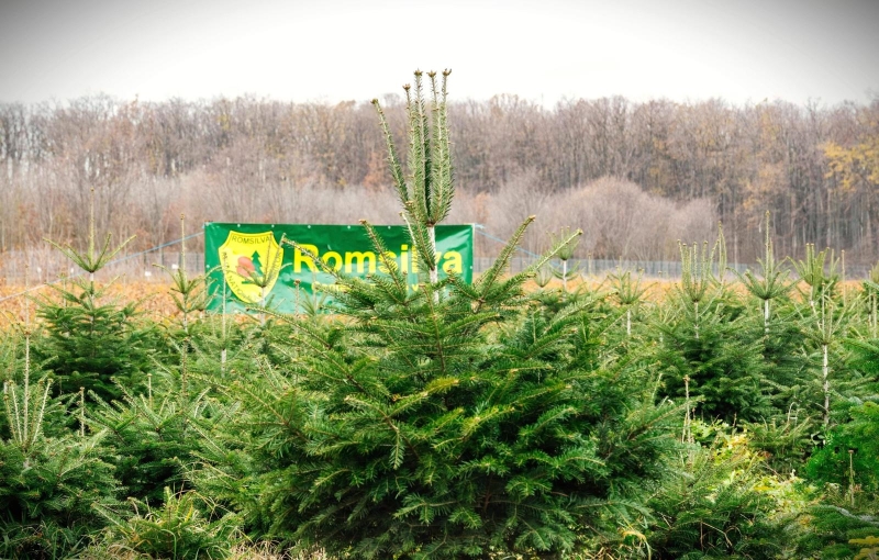 Romsilva vinde 18.547 de pomi de Crăciun