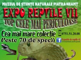 Vipere, scorpioni și tarantule vii la Muzeul de Științe Naturale Piatra Neamț Vipere, scorpioni și tarantule vii la Muzeul de Științe Naturale Piatra Neamț
