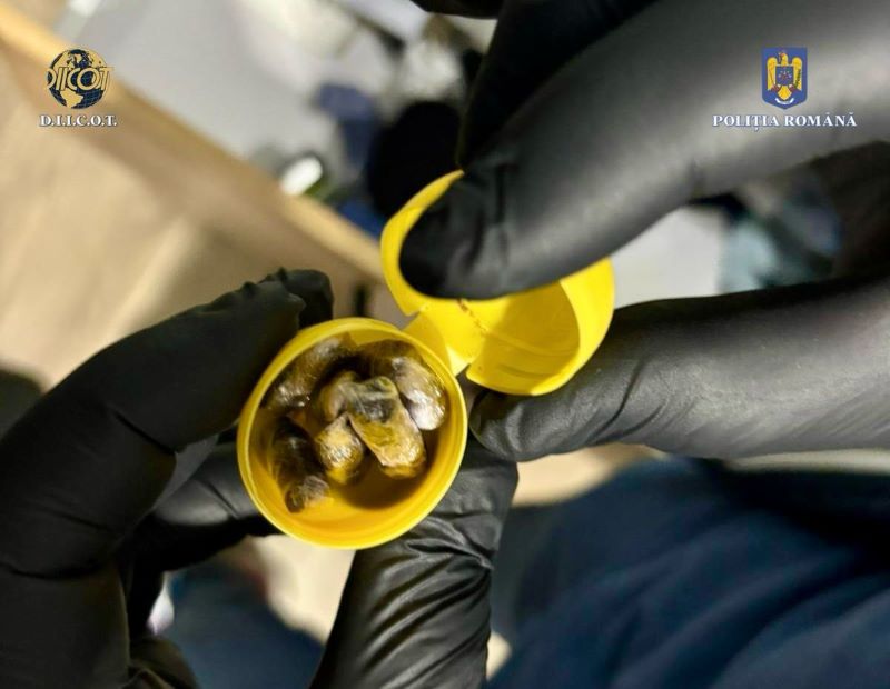 Bacău. Rețea de traficanți de droguri destructurată. Doze ascunse sub tricou și sute de grame confiscate