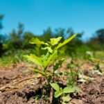 Romsilva a plantat peste 19 milioane de puieți forestieri, în campania de împăduriri de primăvară