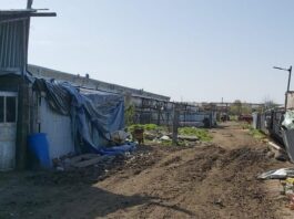Roman. Copii din strada Fabricii exploatați de proprii părinți. Trei persoane riscă închisoare