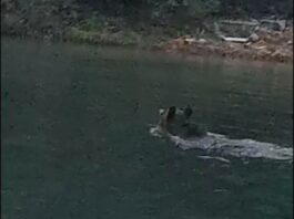 VIDEO. Urs la scăldat în lacul de acumulare Bicaz
