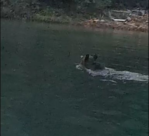 VIDEO. Urs la scăldat în lacul de acumulare Bicaz