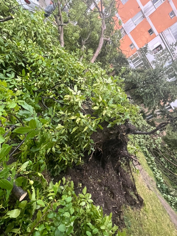 FOTO. Efectele furtunii în Neamț: arbori căzuți pe țeavă de gaz, peste fire de curent și pe șosea! 2 FOTO. Efectele furtunii în Neamț: arbori căzuți pe țeavă de gaz, peste fire de curent și pe șosea!